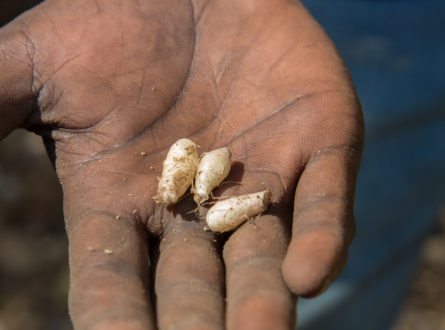 Bush tucker close-up on hands. Photo Michael Lawrence-Taylor