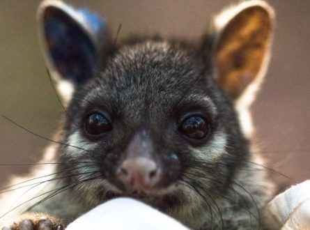 Possum eyes and nose close-up