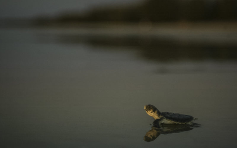 A Flat Back Turtle hatchling makes its way down Casuarina Beach after a release by rangers.