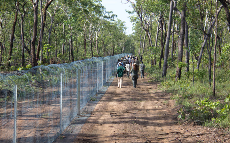 Cat fence and rangers walking alongside in Kakadu