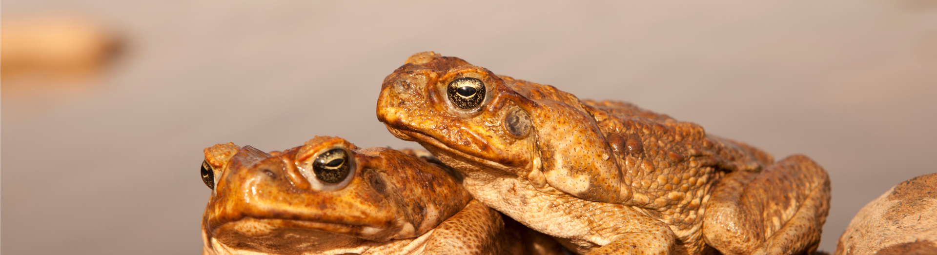 Training floodplain goannas to steer clear of cane toads - NESP ...
