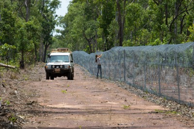 Researcher Danielle Stoeckl inspects the cat fence in Kakadu National Park
