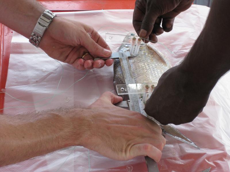 Fish measurement alongside fish calipers. Researchers working with Traditional Owners.