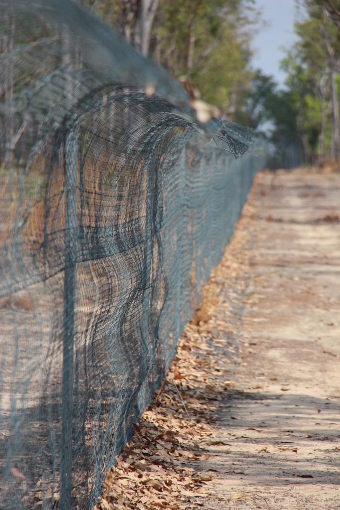 Predator proof fence in Kakadu National Park, photo NAER Hub