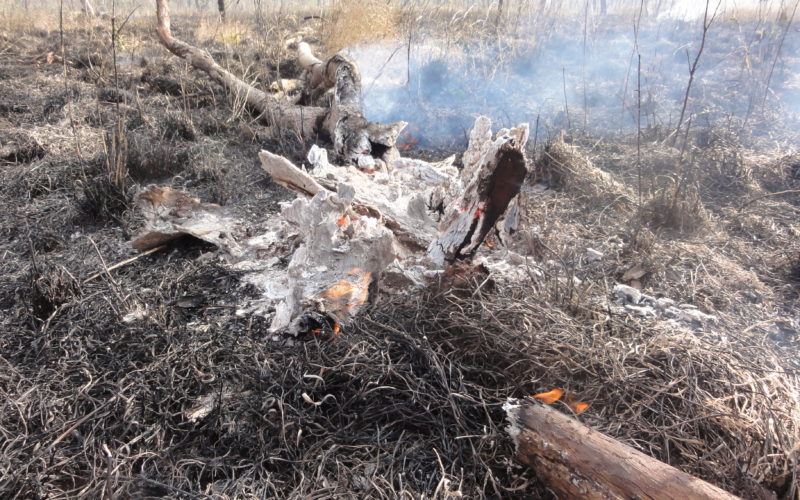 Coarse wood debris burning after a fire front. Photo Garry Cook