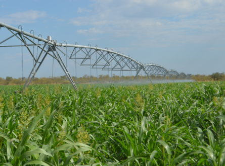 Irrigated agriculture