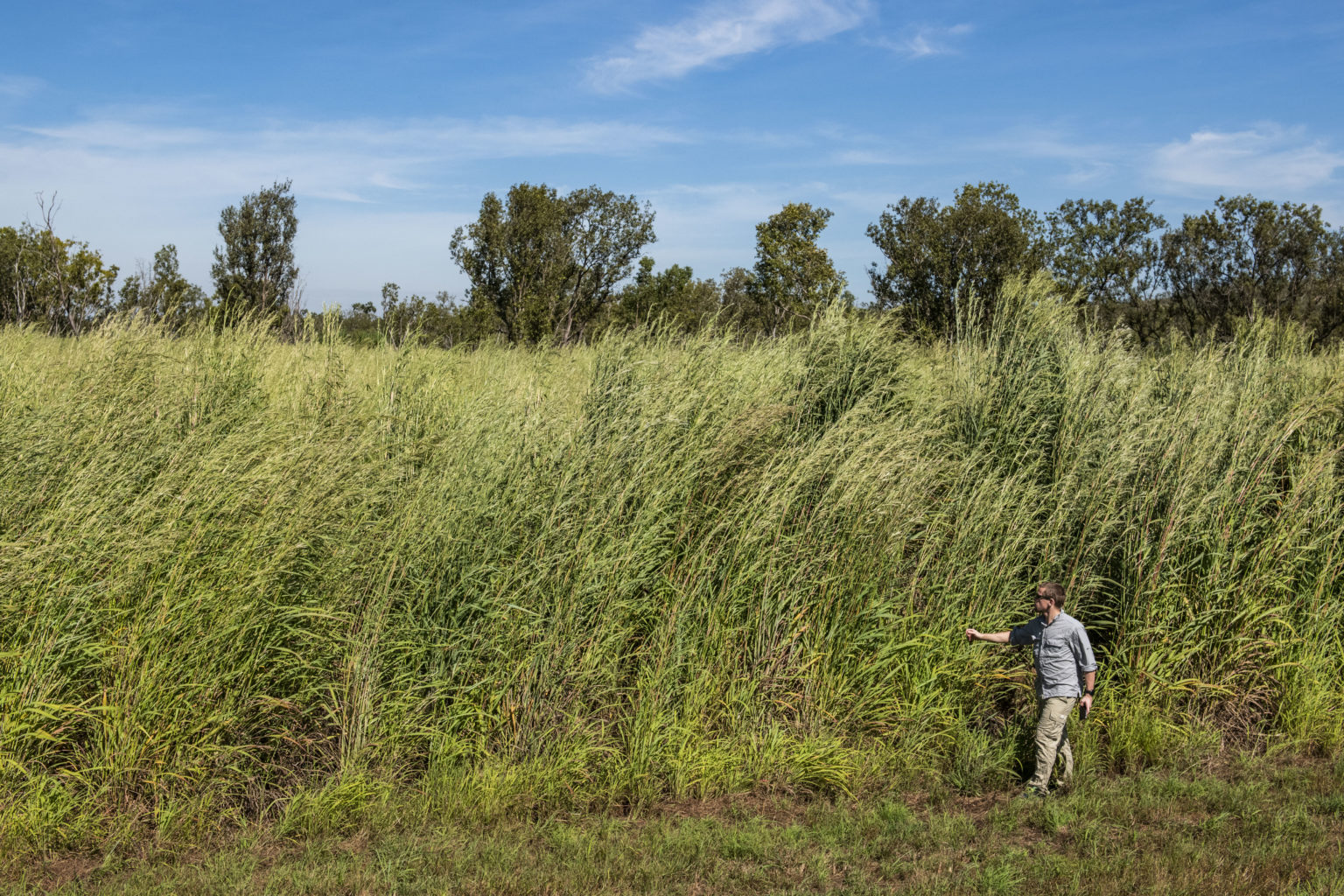 Gamba grass is a key threatening process in northern Australia - NESP ...