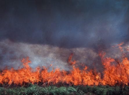 Northern Australia Fire and Weeds
