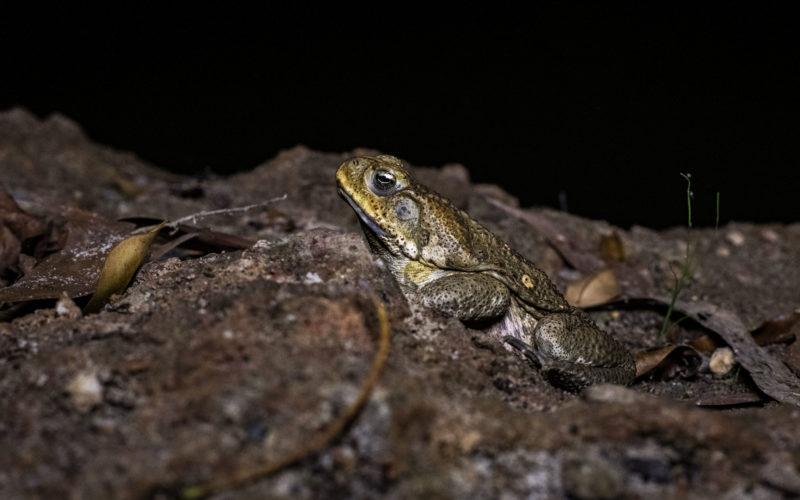 Photo of a cane toad at night next to a waterhole.