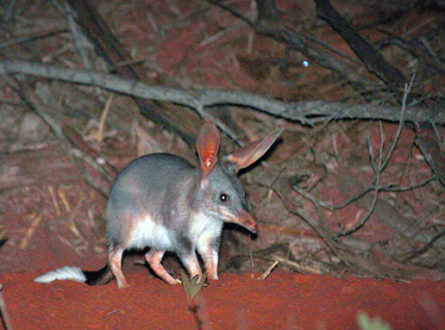 Adult bilby on red dirt lit up by a flash in the night.