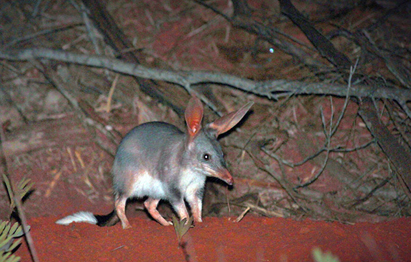 Adult bilby on red dirt lit up by a flash in the night.