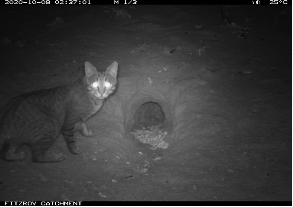 Remote camera image of a feral cat. Its eyes are reflecting the infrared light.