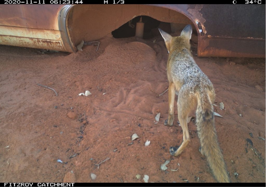 Fox waiting at the entry under the rusting wheel housing of a car wreck.