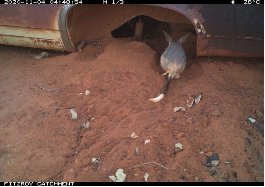 Bilby climbing under the rusting wheel housing of a car wreck.