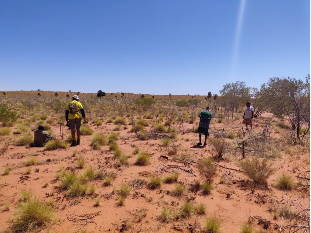 Indigenous rangers surveying for bilbies in an arid landscape.