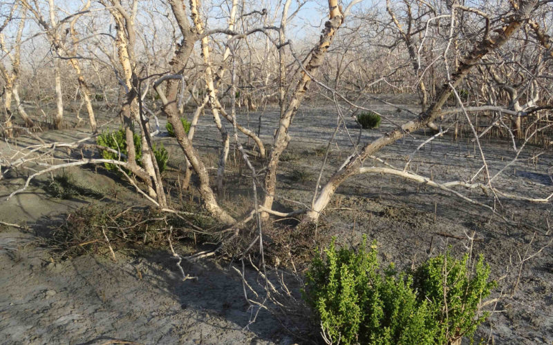Mangroves in the Gulf of Carpentaria