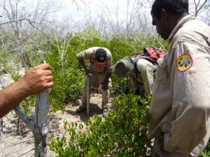 Mabunji rangers assessing mangroves