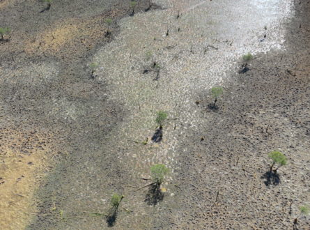 An aerial view of wetland damage caused by feral pigs in the Archer River catchment.