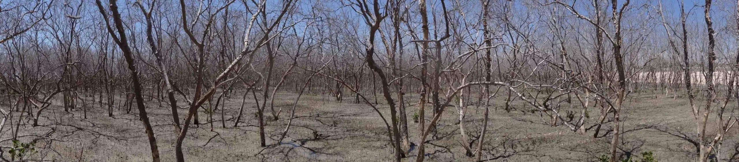 Dead mangrove trees near Karumba