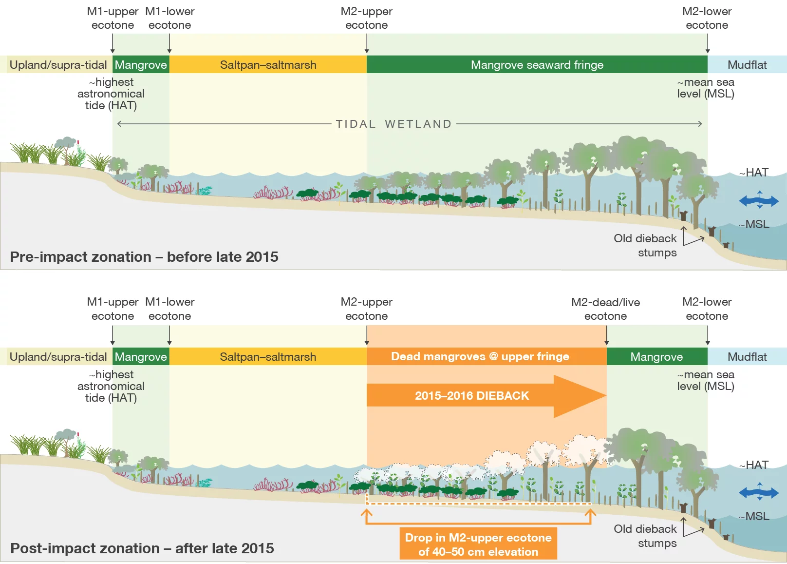 Mangrove dieback zonation