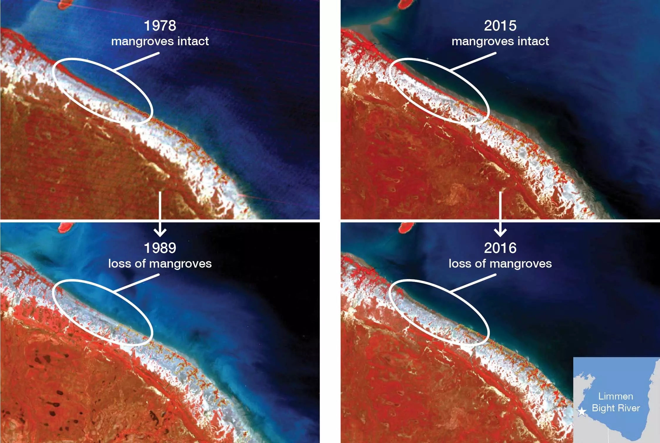 mangrove loss time series comparison