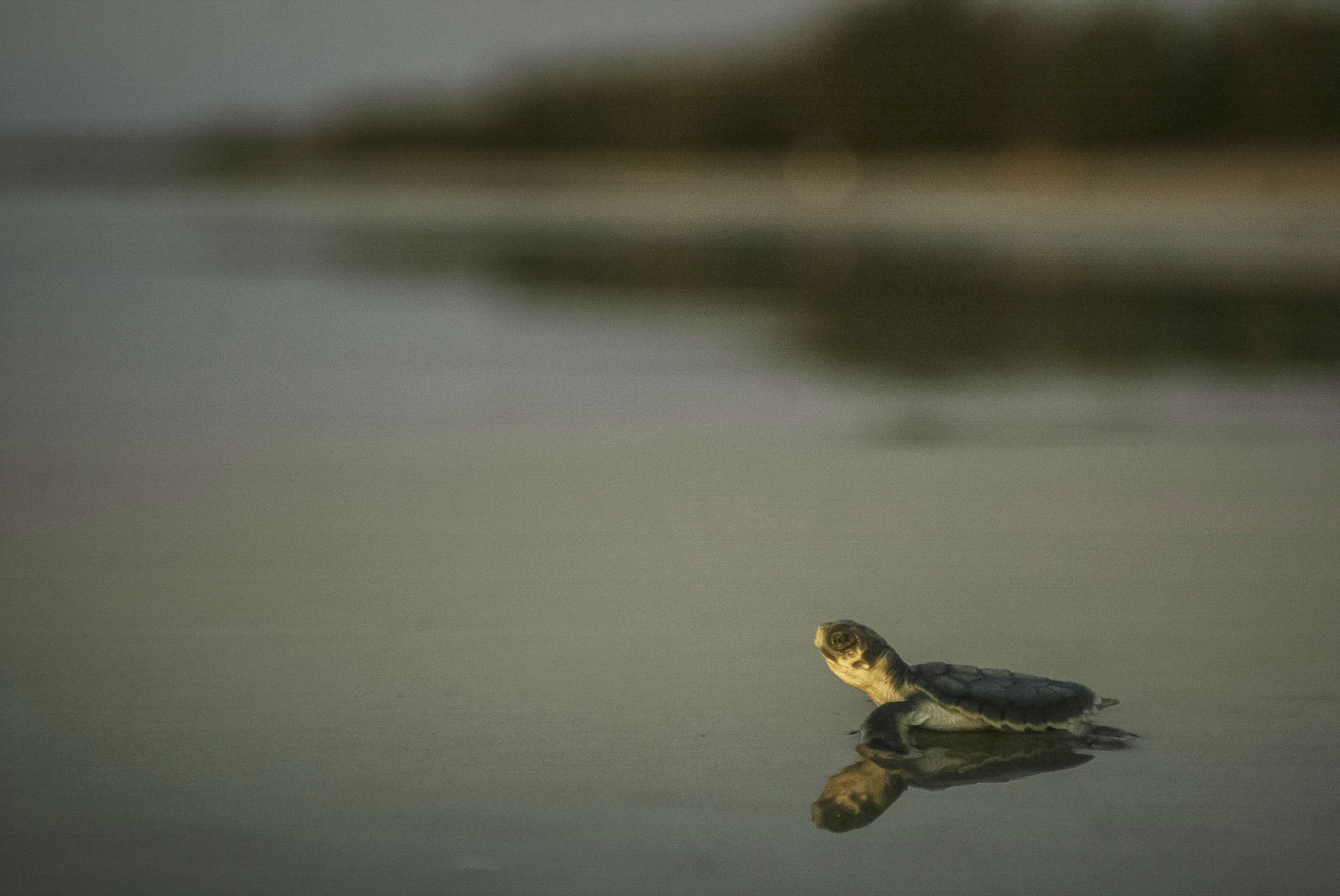 A baby turtle making its way along the beach towards the water.