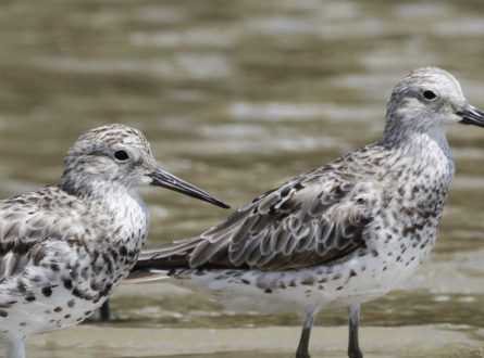 The Great Knot is critically endangered but finds refuge and food along the south-east Gulf coast