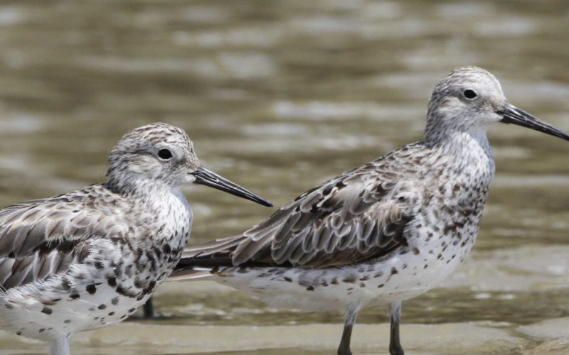 The Great Knot is critically endangered but finds refuge and food along the south-east Gulf coast