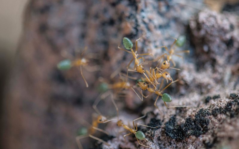 Macro green ant photo
