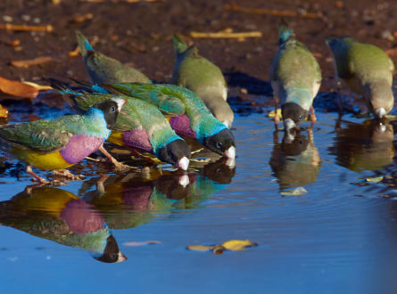 eDNA deposited by Gouldians at a waterhole