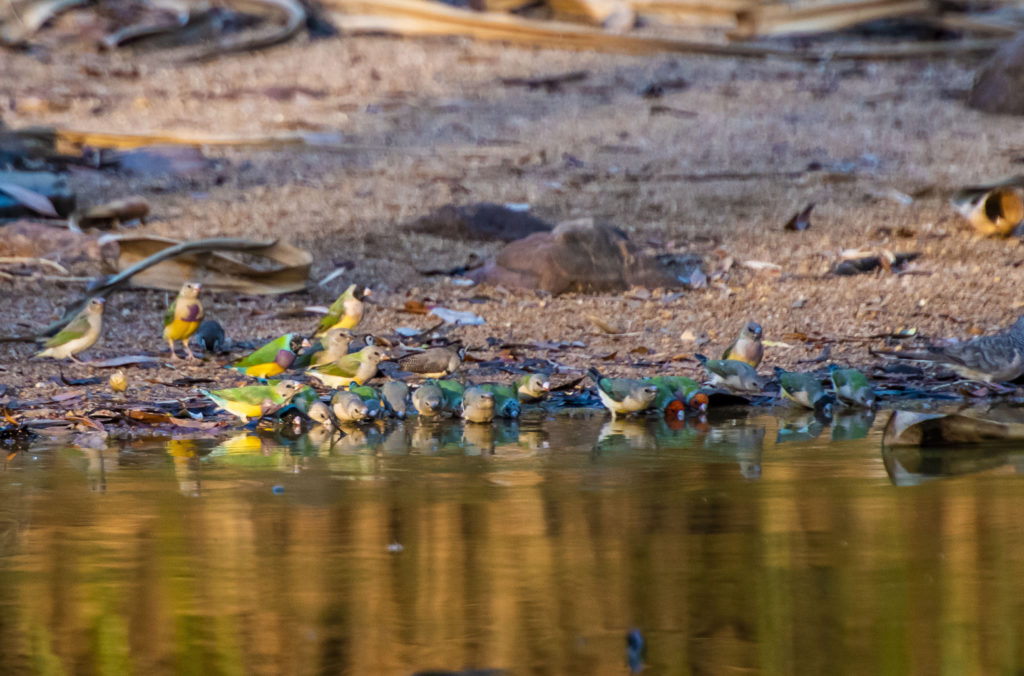 Gouldian finches drinking at a waterhole in the Northern Territory.