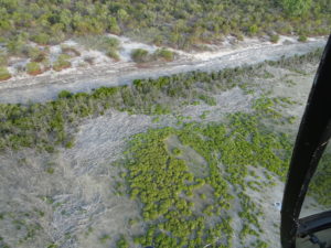Photo of mangrove dieback