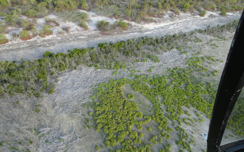 Photo of mangrove dieback