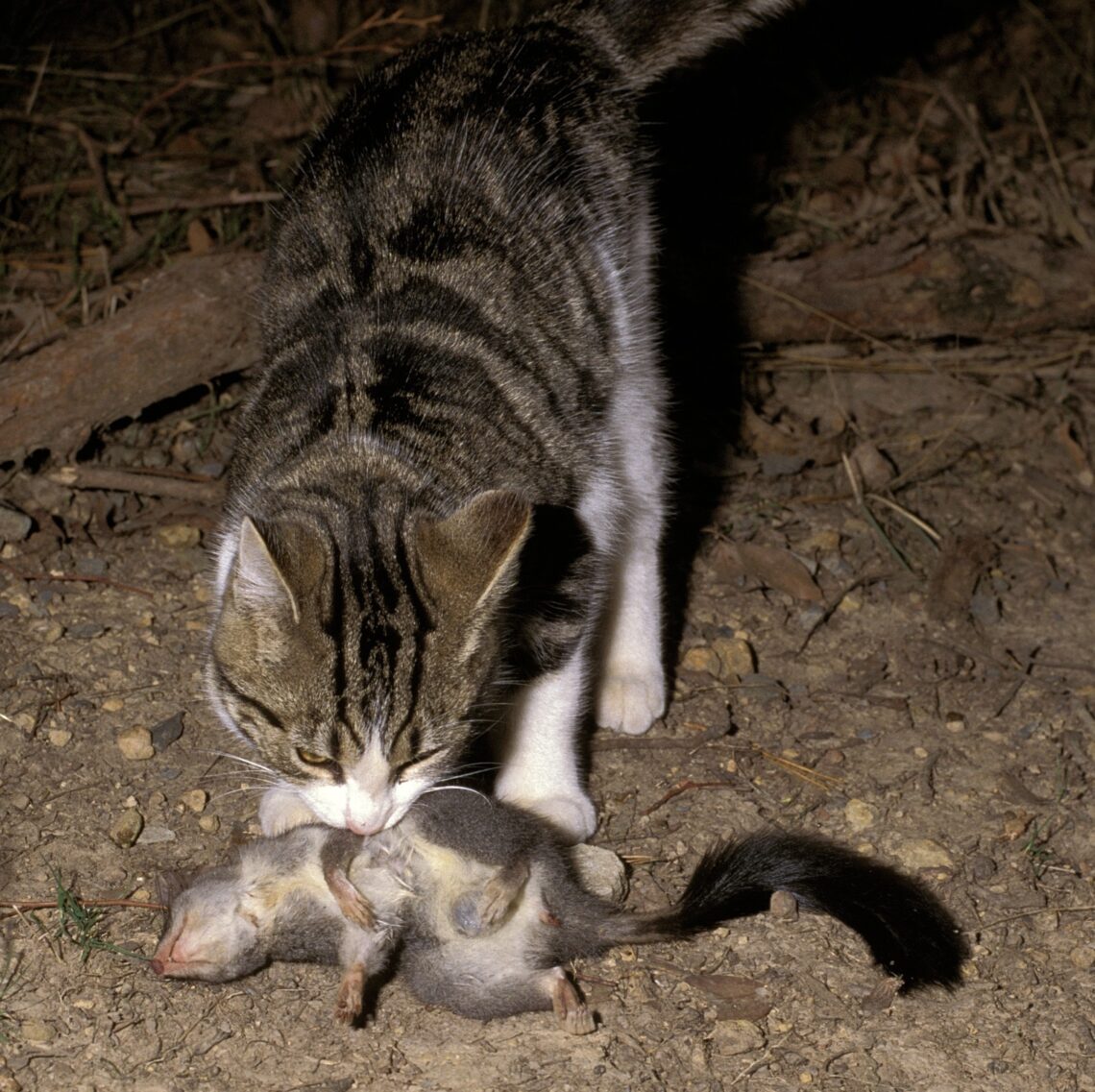 Feral cat attacking a small marsupial