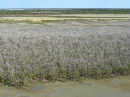 Mangrove dieback in the Gulf of Carpentaria
