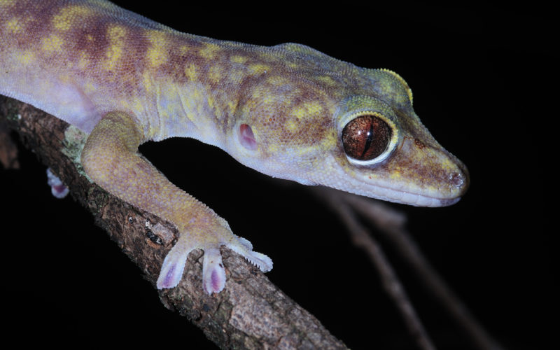Giant cave gecko night time photo