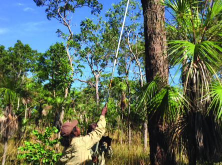Rangers checking nestbox from the ground with a long pole