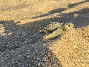 Hatchling makes its way out of a nest