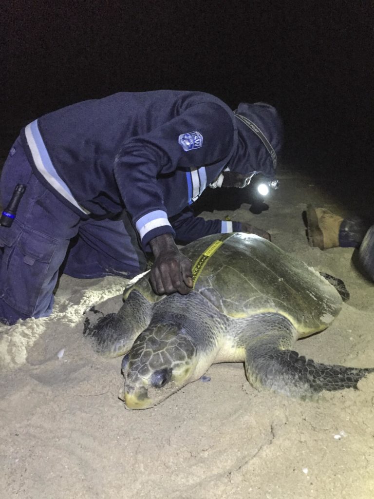 No one-size-fits-all approach for turtle nest predators - NESP ...