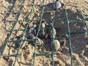 Mesh protects turtle hatchlings.