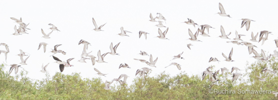 Black-tailed Godwits & knots flying
