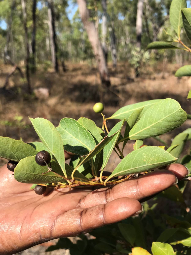 Photo of bush tucker found on Cape York Peninsula. The image is a hand holding mostly green leaves with some darker brown, and some lighter green berries.