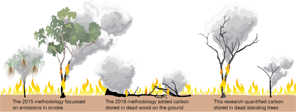A diagram representing the research into standing dead carbon. It has three sections. The first on the left shows trees with canopies intact on fire and says "The 2015 methodology focussed on emissions in smoke". The second shows a fallen, dead tree and says "the 2018 methodology added carbon stored in dead wood on the ground." The final section shows smoking dead trees and says "This research quantified carbon stored in dead standing trees."