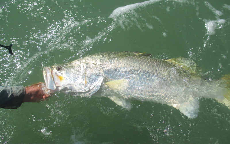barramundi at the surface of the water