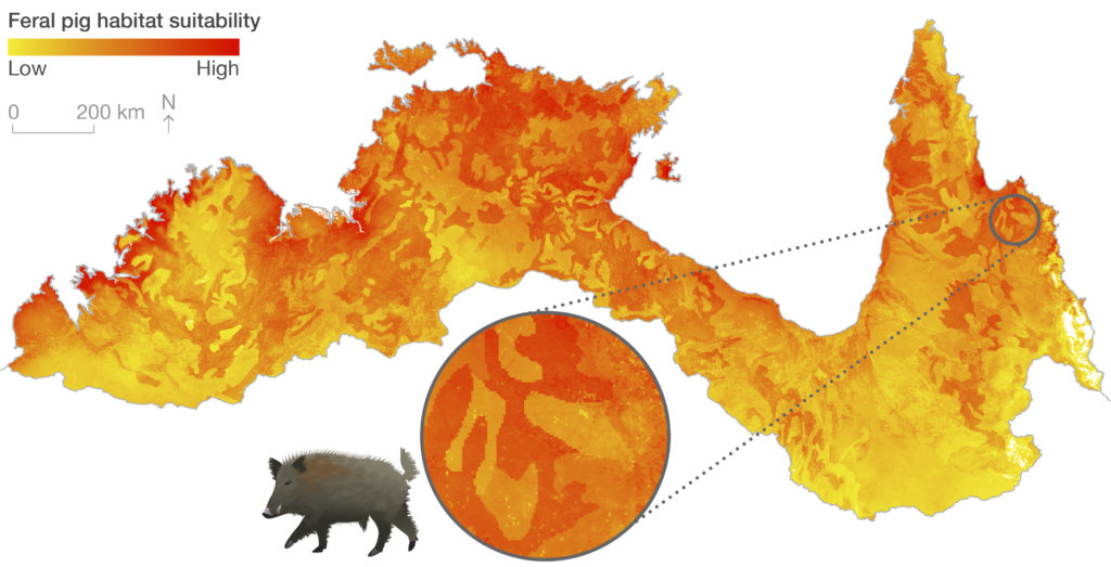 Feral pig habitat suitability map (yellow-orange scaled map of northern Australia showing pig preference for wetland and riverbank areas – west coast of Cape York, Kakadu, Wyndham and other Kimberley inlets.