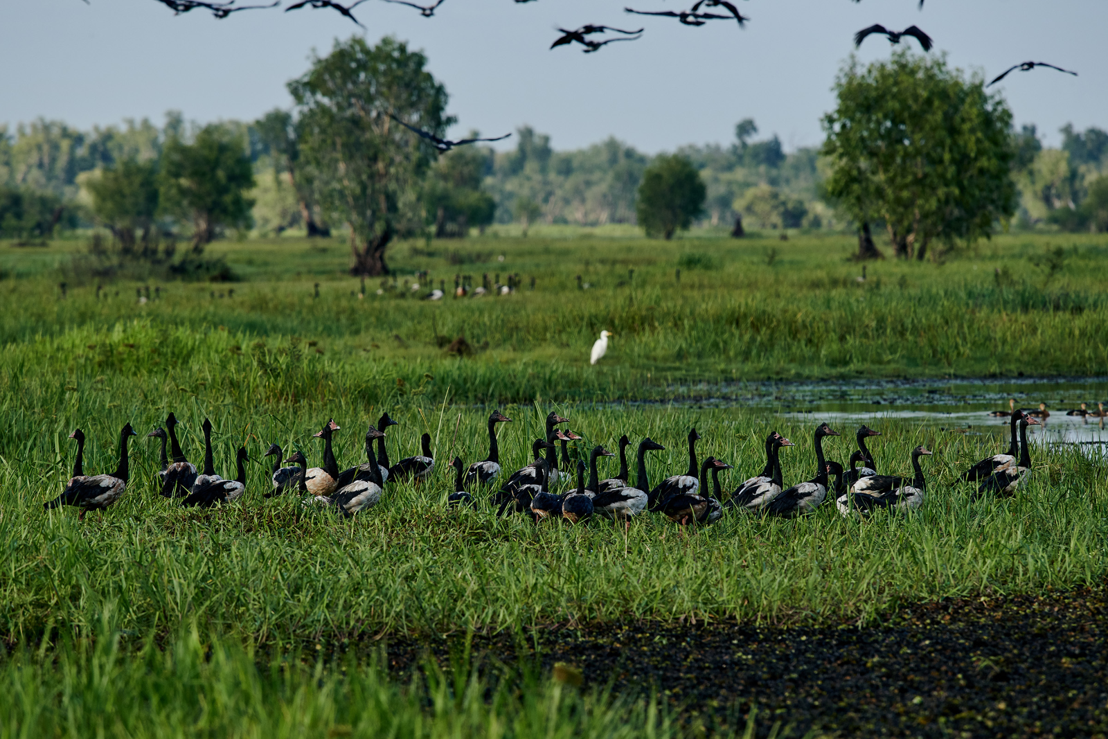 Magpie geese in centre of frame among green wetlands