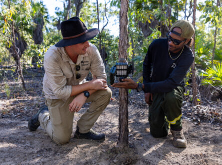 Setting camera traps to monitor animal responses to wet-season burning in Kakadu.