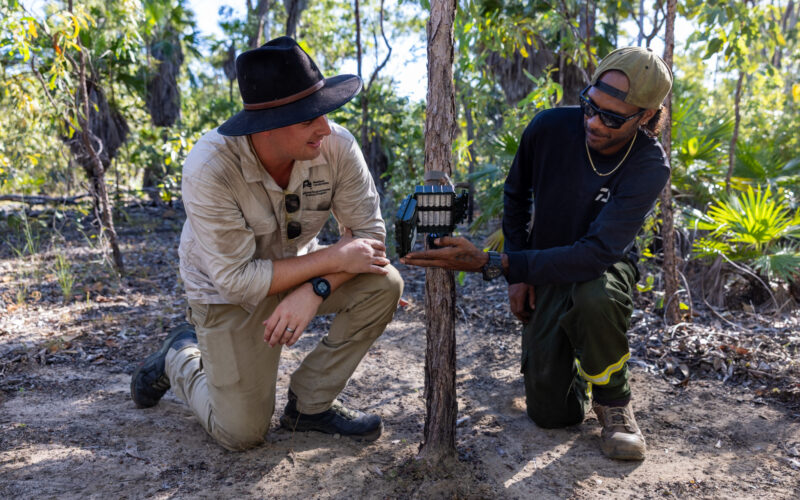 Setting camera traps to monitor animal responses to wet-season burning in Kakadu.