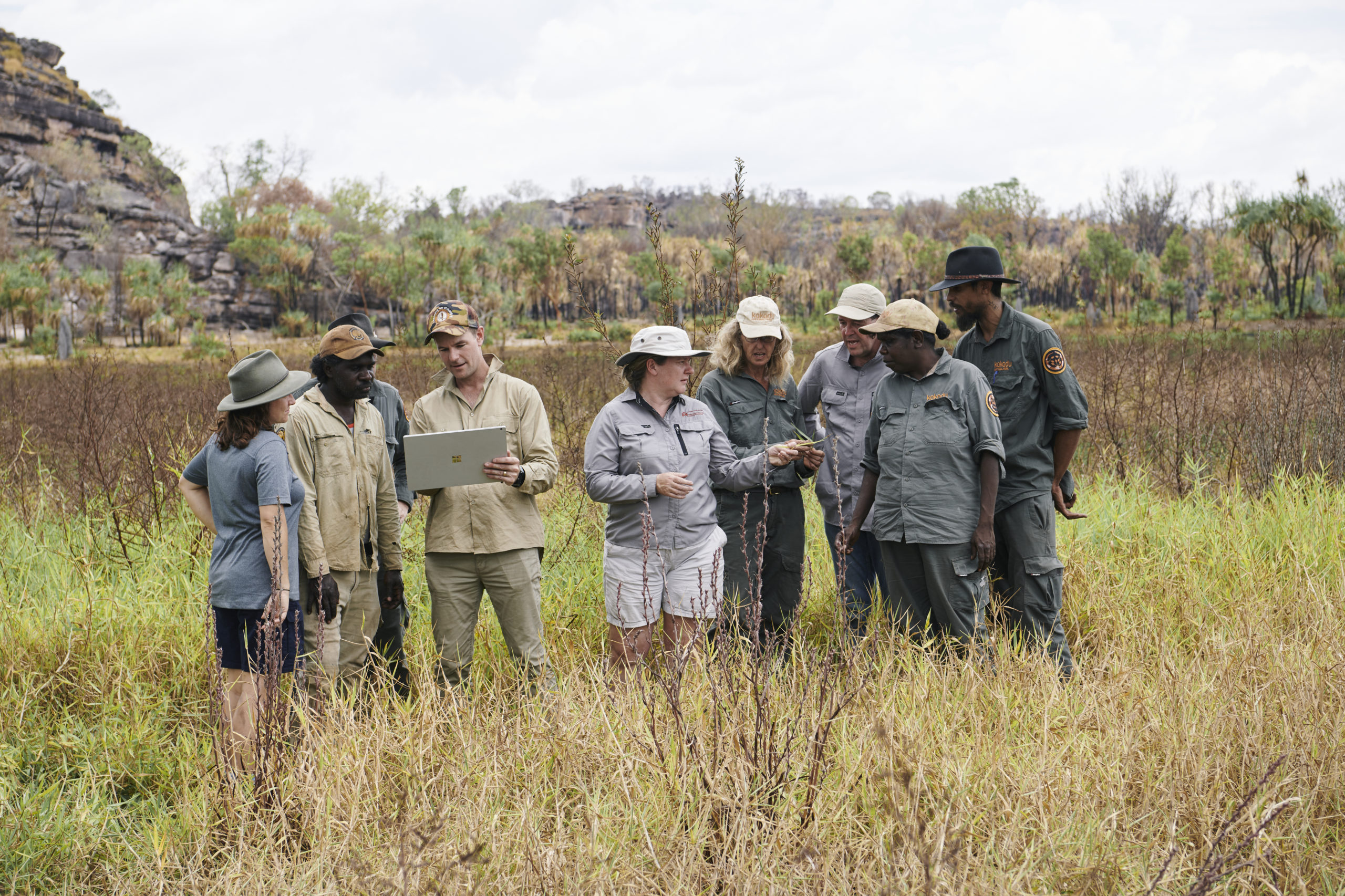 Kakadu Rangers have previously had to collect and compile all data manually such as in this photo in knee-high grass