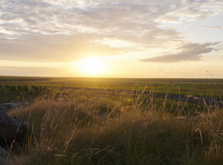 Sunset across a green floodplain with grass catching the sunlight in the foreground.